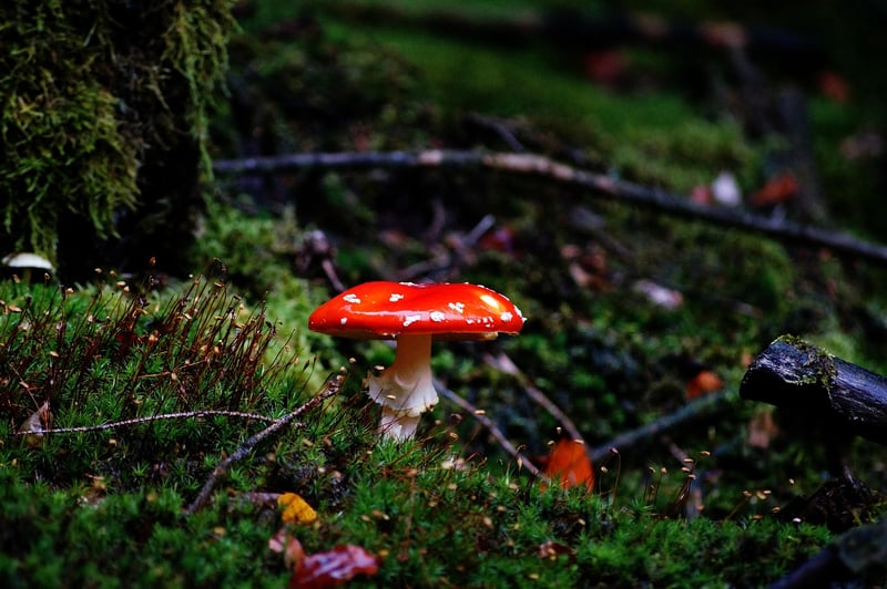 Enchanting Narratives